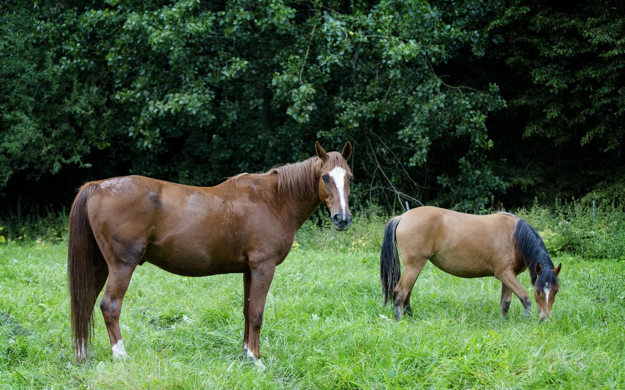 Paarden (beeld ter illustratie).