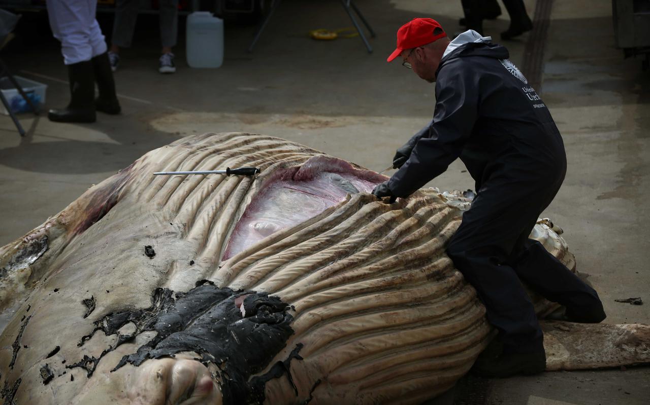 Het ruim 6 meter lange kadaver van de bultrug wordt onderzocht in Harlingen