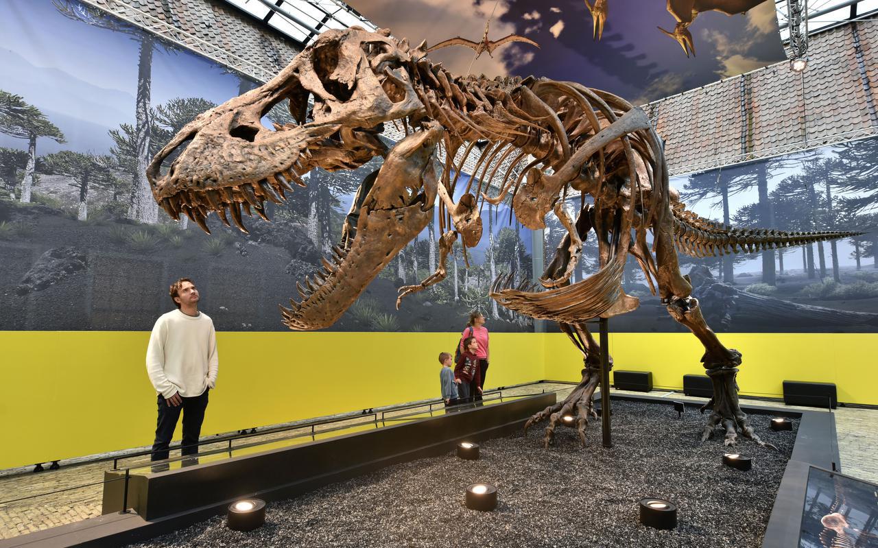 De opbouw van de tentoonstelling 'T. rex in Town' in het Natuurmuseum.