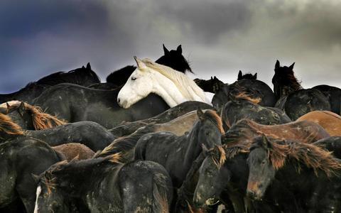 Honderden paarden zitten vast op een kwelder bij de Friese plaats Marrum door hoogwater. Ruim honderd paarden konden worden gered door de inzet van lokpaarden. Tientallen paarden overleefden het drama niet. Fotograaf Laurens Aaij won met dit beeld in 2006 de Zilveren Camera.