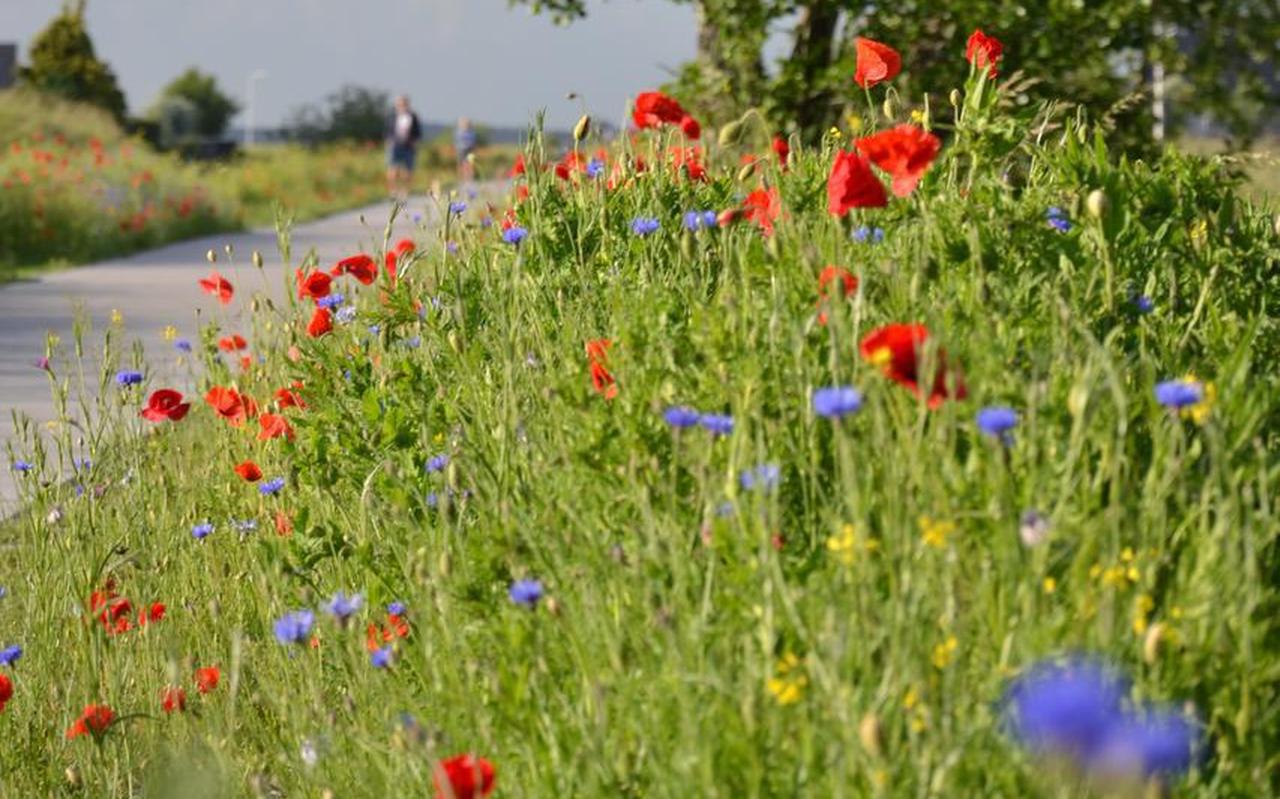 Klaprozen en korenbloemen staan te bloeien aan de Tramdyk in Lemmer. Dit oude tramspoor liep van Lemmer naar Joure en werd in de jaren zeventig opgebroken. In Lemmer loopt het nu als voet- en fietspad door het dorp. Klaprozen en korenbloemen staan te bloeien aan de Tramdyk in Lemmer. Dit oude tramspoor liep van Lemmer naar Joure en werd in de jaren zeventig opgebroken. In Lemmer loopt het nu als voet- en fietspad door het dorp.