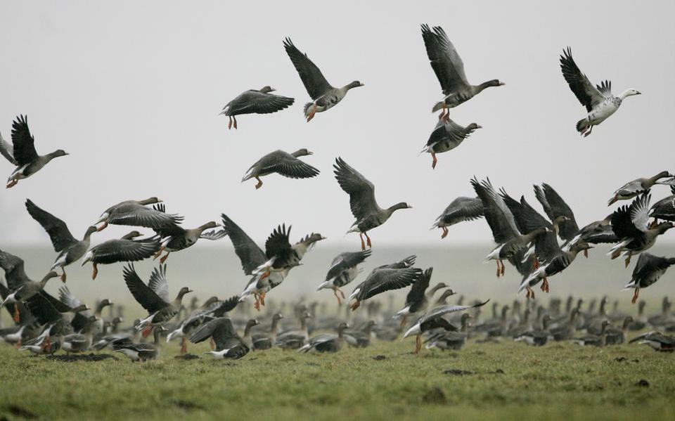 Provincie Mag Vergoeding Voor Ganzenschade Van Zes Boeren Niet Zomaar ...