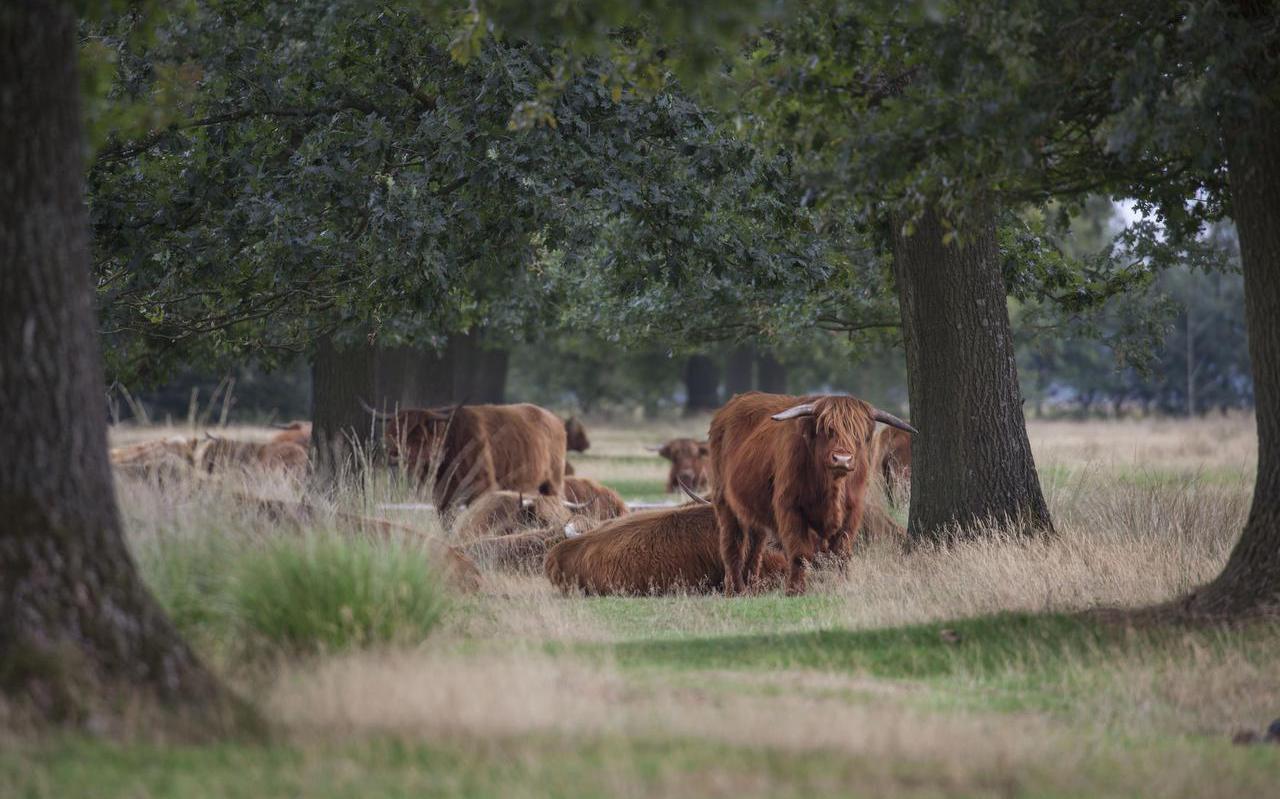 Reddingsplan biodiversiteit op de Doldersumse hei in het Drents-Friese Wold. Reddingsplan biodiversiteit op de Doldersumse hei in het Drents-Friese Wold.