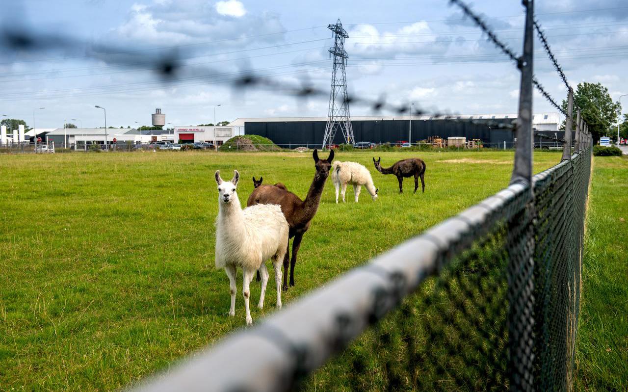  Lama's lopen tussen de schapen te grazen op het stukje land bij het distributiekantoor van Aldi op industrieterrein de Haven in Drachten.