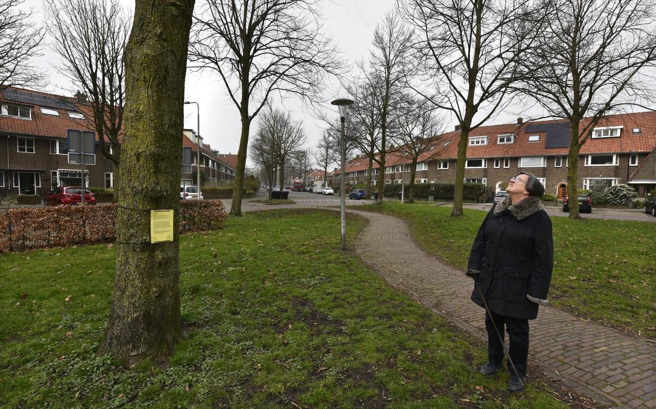 Een voorbijganger op het Engelseplein in Leeuwarden kijkt omhoog naar de bomen waarin een sensor is geplaatst. Een voorbijganger op het Engelseplein in Leeuwarden kijkt omhoog naar de bomen waarin een sensor is geplaatst.