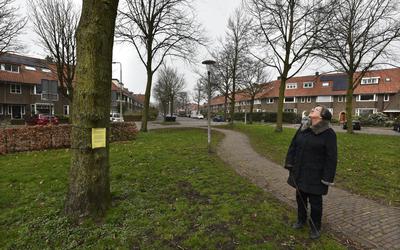 Een voorbijganger op het Engelseplein in Leeuwarden kijkt omhoog naar de bomen waarin een sensor is geplaatst.