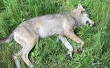 De wolf die 28 mei op de N381 in de buurt van Appelscha is doodgereden.