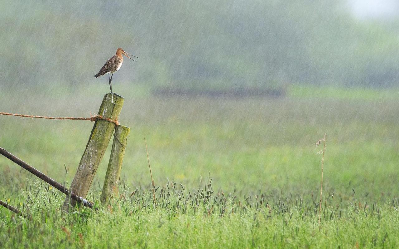 Grutto in de regen wacht op beter weer. Grutto in de regen wacht op beter weer.