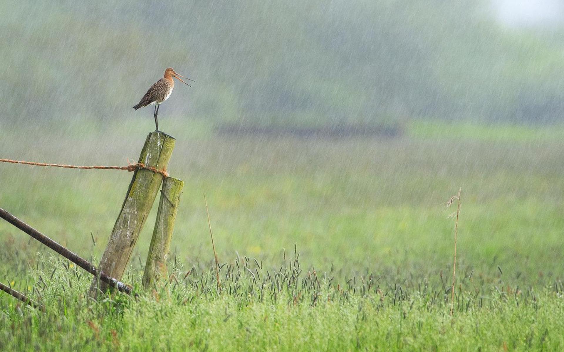Lente in Fryslân was in 26 jaar niet zo nat en in 8 jaar niet zo koud, natuur profiteert van somber 