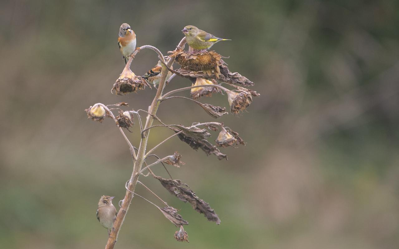 Vele kleine zangvogels foerageren op de uitgebloeide zonnebloemen op een bloemrijke akkerrand langs de Koaterhusterwei nabij Wierum. Onder meer de vink, de putter, de keep en de groenling doen zich tegoed aan de zonnebloemzaden. Vele kleine zangvogels foerageren op de uitgebloeide zonnebloemen op een bloemrijke akkerrand langs de Koaterhusterwei nabij Wierum. Onder meer de vink, de putter, de keep en de groenling doen zich tegoed aan de zonnebloemzaden.