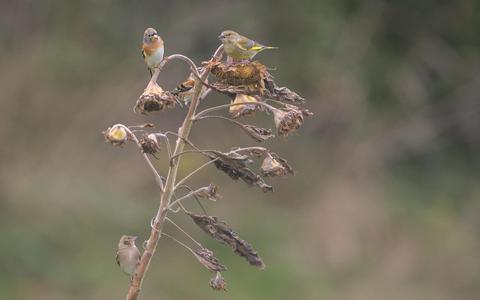 Vele kleine zangvogels foerageren op de uitgebloeide zonnebloemen op een bloemrijke akkerrand langs de Koaterhusterwei nabij Wierum. Onder meer de vink, de putter, de keep en de groenling doen zich tegoed aan de zonnebloemzaden. 