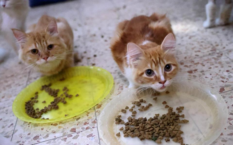 Dierenasiel De Wissel in Leeuwarden moet twee weken dicht vanwege de