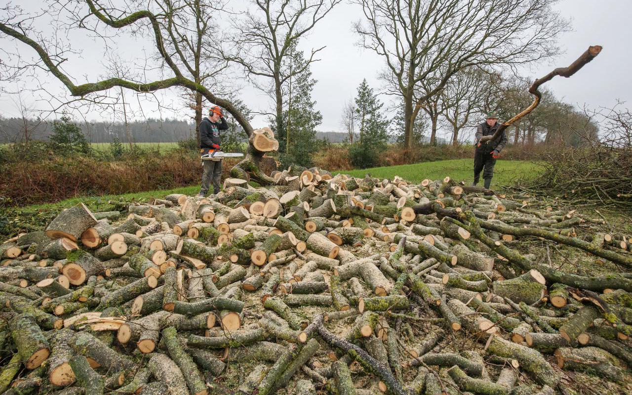 Leden van agrarische natuurvereniging ELAN snoeien houtwallen bij Oudehorne. Het nieuwe kabinet biedt boeren ook andere groene diensten als verdienmogelijkheden.