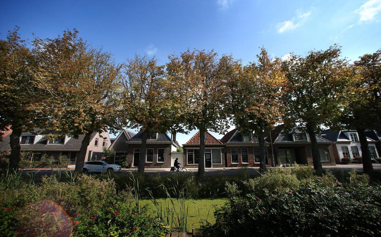 Zieke kastanjebomen aan de Stadhoudersweg in Sint Annaparochie. Zieke kastanjebomen aan de Stadhoudersweg in Sint Annaparochie.