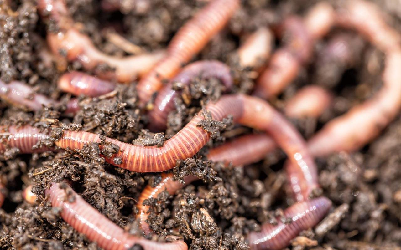 De ene regenworm is de andere niet. De ene regenworm is de andere niet.