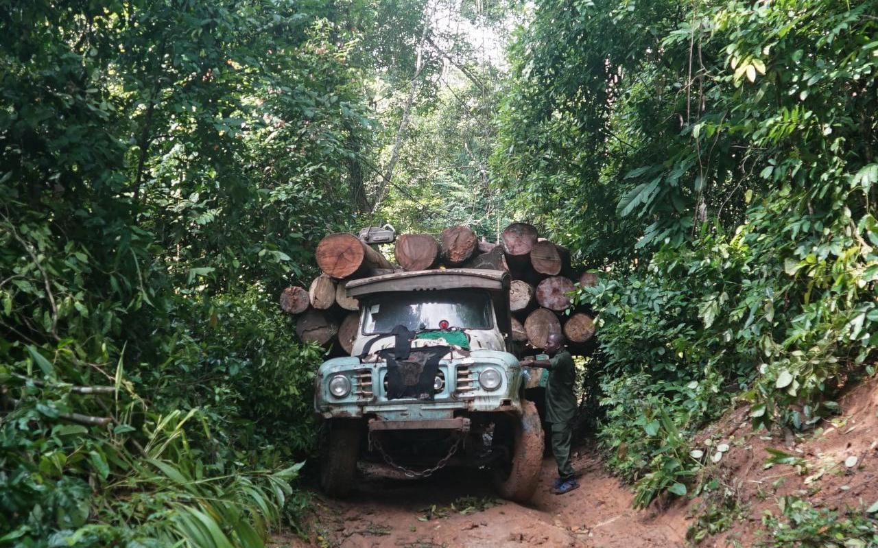Boskap in een regenwoud in Nigeria. Volgens de Verenigde Naties neemt de ontbossing in Nigeria alarmerende vormen aan. Boskap in een regenwoud in Nigeria. Volgens de Verenigde Naties neemt de ontbossing in Nigeria alarmerende vormen aan.