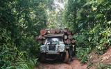 Boskap in een regenwoud in Nigeria. Volgens de Verenigde Naties neemt de ontbossing in Nigeria alarmerende vormen aan.