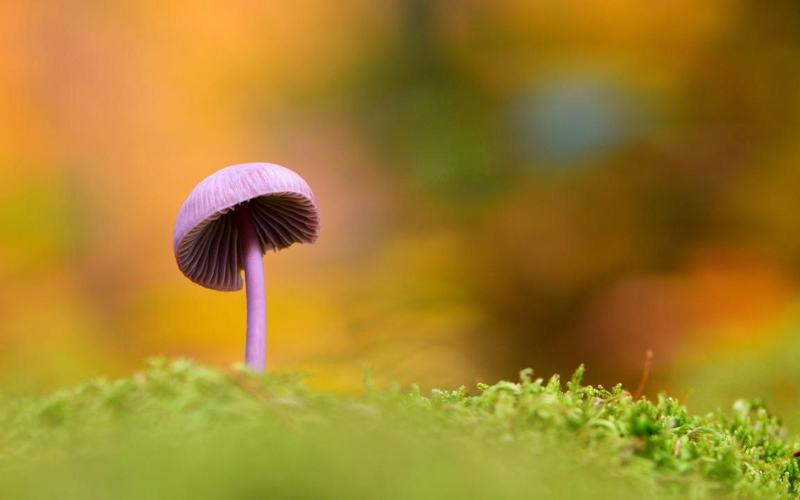 Wetenschappers zoeken uit hoe schimmels ons kunnen helpen bij het tegengaan van klimaatverandering -