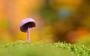 Een paddenstoel is een schimmel die we vaker tegenkomen.