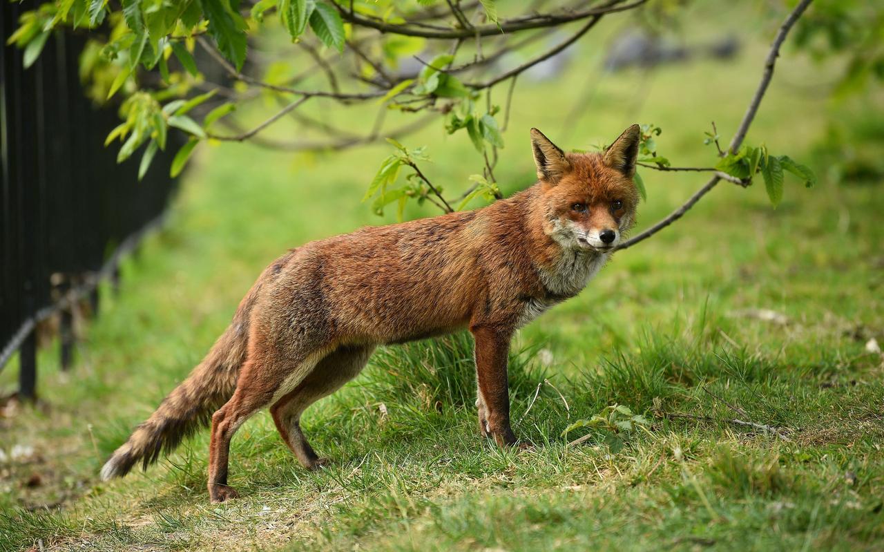 Een vos in het wild. Een vos in het wild.
