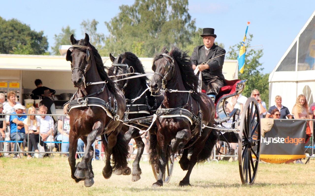 Albert Minkema concentreert zich met de merrie Zafirah voorop en daar achter de hengsten Bauke en Idsert van de Lits op de beslissende rit in het kampioenschap en rijdt verrassend naar de titel. Albert Minkema concentreert zich met de merrie Zafirah voorop en daar achter de hengsten Bauke en Idsert van de Lits op de beslissende rit in het kampioenschap en rijdt verrassend naar de titel.