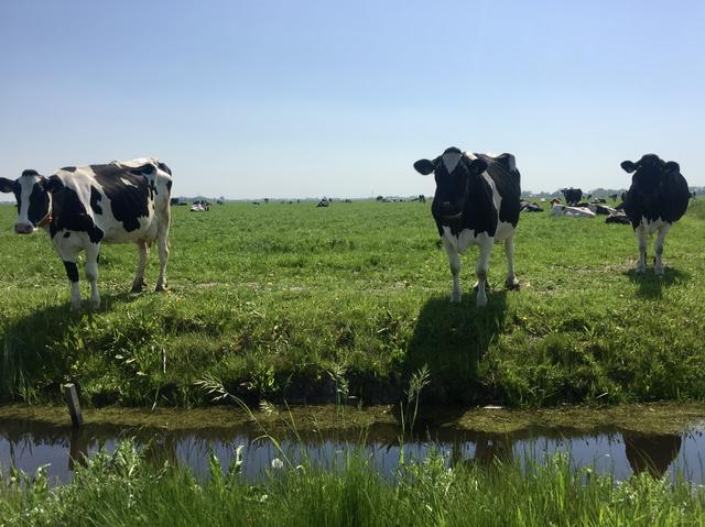 Veehouder uit Kolderwolde steggelt met provincie over aantal koeien